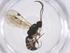  (crypMalaise01 Malaise5731 - CBG-A55027-E04)  @11 [ ] CreativeCommons - Attribution Share - Alike (2024) Centre for Biodiversity Genomics Centre for Biodiversity Genomics