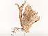  ( - CBG-A51934-C11)  @11 [ ] CreativeCommons - Attribution Share - Alike (2024) CBG Photography Group Centre for Biodiversity Genomics