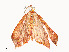  ( - CBG-A51934-D01)  @11 [ ] CreativeCommons - Attribution Share - Alike (2024) CBG Photography Group Centre for Biodiversity Genomics