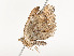  ( - CBG-A51934-E02)  @11 [ ] CreativeCommons - Attribution Share - Alike (2024) CBG Photography Group Centre for Biodiversity Genomics