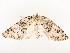  ( - CBG-A51935-C03)  @11 [ ] CreativeCommons - Attribution Share - Alike (2024) CBG Photography Group Centre for Biodiversity Genomics
