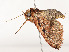 ( - CBG-A51935-C04)  @11 [ ] CreativeCommons - Attribution Share - Alike (2024) CBG Photography Group Centre for Biodiversity Genomics