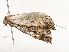  ( - CBG-A51935-C07)  @11 [ ] CreativeCommons - Attribution Share - Alike (2024) CBG Photography Group Centre for Biodiversity Genomics
