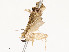  ( - CBG-A51936-A09)  @11 [ ] CreativeCommons - Attribution Share - Alike (2024) CBG Photography Group Centre for Biodiversity Genomics