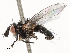  ( - CBG-A51936-D08)  @11 [ ] CreativeCommons - Attribution Share - Alike (2024) CBG Photography Group Centre for Biodiversity Genomics