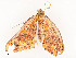  ( - CBG-A51965-D11)  @11 [ ] CreativeCommons - Attribution Share - Alike (2024) CBG Photography Group Centre for Biodiversity Genomics