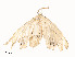  ( - CBG-A51965-E12)  @11 [ ] CreativeCommons - Attribution Share - Alike (2024) CBG Photography Group Centre for Biodiversity Genomics