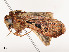  ( - CBG-A51965-F01)  @11 [ ] CreativeCommons - Attribution Share - Alike (2024) CBG Photography Group Centre for Biodiversity Genomics