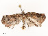  ( - CBG-A51965-F11)  @11 [ ] CreativeCommons - Attribution Share - Alike (2024) CBG Photography Group Centre for Biodiversity Genomics