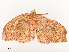  ( - CBG-A51966-D06)  @11 [ ] CreativeCommons - Attribution Share - Alike (2024) CBG Photography Group Centre for Biodiversity Genomics