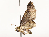  ( - CBG-A51966-E06)  @11 [ ] CreativeCommons - Attribution Share - Alike (2024) CBG Photography Group Centre for Biodiversity Genomics