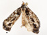  ( - CBG-A51967-A12)  @11 [ ] CreativeCommons - Attribution Share - Alike (2024) CBG Photography Group Centre for Biodiversity Genomics