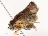  ( - CBG-A51967-C07)  @11 [ ] CreativeCommons - Attribution Share - Alike (2024) CBG Photography Group Centre for Biodiversity Genomics