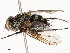  ( - CBG-A51967-D06)  @11 [ ] CreativeCommons - Attribution Share - Alike (2024) CBG Photography Group Centre for Biodiversity Genomics