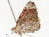  ( - CBG-A51967-E05)  @11 [ ] CreativeCommons - Attribution Share - Alike (2024) CBG Photography Group Centre for Biodiversity Genomics