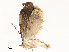  ( - CBG-A51967-E09)  @11 [ ] CreativeCommons - Attribution Share - Alike (2024) CBG Photography Group Centre for Biodiversity Genomics