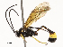  (Dusona INB-01 - CBG-A54468-B03)  @11 [ ] CreativeCommons - Attribution Share - Alike (2024) CBG Photography Group Centre for Biodiversity Genomics
