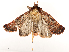  ( - CBG-A54468-B10)  @11 [ ] CreativeCommons - Attribution Share - Alike (2024) CBG Photography Group Centre for Biodiversity Genomics