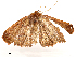  ( - CBG-A54468-C01)  @11 [ ] CreativeCommons - Attribution Share - Alike (2024) CBG Photography Group Centre for Biodiversity Genomics