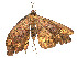  ( - CBG-A54469-A06)  @11 [ ] CreativeCommons - Attribution (2024) CBG Photography Group Centre for Biodiversity Genomics