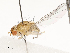  (Hypagoga - CBG-A54469-E01)  @11 [ ] CreativeCommons - Attribution Share - Alike (2024) CBG Photography Group Centre for Biodiversity Genomics