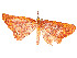  ( - CBG-A54471-A04)  @11 [ ] CreativeCommons - Attribution Share - Alike (2024) CBG Photography Group Centre for Biodiversity Genomics
