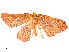  ( - CBG-A54471-A05)  @11 [ ] CreativeCommons - Attribution Share - Alike (2024) CBG Photography Group Centre for Biodiversity Genomics