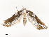  ( - CBG-A54471-B02)  @11 [ ] CreativeCommons - Attribution Share - Alike (2024) CBG Photography Group Centre for Biodiversity Genomics