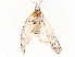  ( - CBG-A54471-B04)  @11 [ ] CreativeCommons - Attribution Share - Alike (2024) CBG Photography Group Centre for Biodiversity Genomics