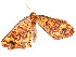  ( - CBG-A54471-E10)  @11 [ ] CreativeCommons - Attribution Share - Alike (2024) CBG Photography Group Centre for Biodiversity Genomics