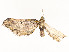  ( - CBG-A54471-F03)  @11 [ ] CreativeCommons - Attribution Share - Alike (2024) CBG Photography Group Centre for Biodiversity Genomics