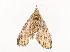  ( - CBG-A54472-C07)  @11 [ ] CreativeCommons - Attribution Share - Alike (2024) CBG Photography Group Centre for Biodiversity Genomics