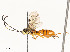  ( - CBG-A54489-C06)  @11 [ ] CreativeCommons - Attribution Share - Alike (2024) CBG Photography Group Centre for Biodiversity Genomics