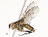  (Calolydella Malaise4490 - CBG-A54490-C05)  @11 [ ] CreativeCommons - Attribution Share - Alike (2024) CBG Photography Group Centre for Biodiversity Genomics