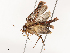  ( - CBG-A54490-G01)  @11 [ ] CreativeCommons - Attribution Share - Alike (2024) CBG Photography Group Centre for Biodiversity Genomics