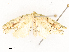  ( - CBG-A54490-G04)  @11 [ ] CreativeCommons - Attribution Share - Alike (2024) CBG Photography Group Centre for Biodiversity Genomics