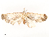  ( - CBG-A54491-C12)  @11 [ ] CreativeCommons - Attribution Share - Alike (2024) CBG Photography Group Centre for Biodiversity Genomics