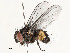  (Lixophaga Malaise4492 - CBG-A54492-A08)  @11 [ ] CreativeCommons - Attribution Share - Alike (2024) CBG Photography Group Centre for Biodiversity Genomics