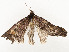  ( - CBG-A54492-B05)  @11 [ ] CreativeCommons - Attribution Share - Alike (2024) CBG Photography Group Centre for Biodiversity Genomics