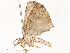  ( - CBG-A54492-C12)  @11 [ ] CreativeCommons - Attribution Share - Alike (2024) CBG Photography Group Centre for Biodiversity Genomics