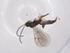  (Chilocyrtus Malaise6473 - CBG-A56515-C07)  @11 [ ] CreativeCommons - Attribution Share - Alike (2024) Centre for Biodiversity Genomics Centre for Biodiversity Genomics