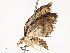  ( - CBG-A58561-B01)  @11 [ ] CreativeCommons - Attribution Share - Alike (2024) CBG Photography Group Centre for Biodiversity Genomics