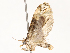  ( - CBG-A58561-H09)  @11 [ ] CreativeCommons - Attribution Share - Alike (2024) CBG Photography Group Centre for Biodiversity Genomics