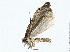  ( - BIOUG62730-A12)  @11 [ ] CreativeCommons - Attribution (2022) CBG Photography Group Centre for Biodiversity Genomics