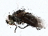  (Trafoia Malaise4420 - BIOUG62730-E07)  @11 [ ] CreativeCommons - Attribution (2022) CBG Photography Group Centre for Biodiversity Genomics