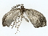  ( - BIOUG70309-E04)  @11 [ ] CreativeCommons - Attribution (2022) CBG Photography Group Centre for Biodiversity Genomics