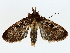  ( - BIOUG70309-F03)  @11 [ ] CreativeCommons - Attribution (2022) CBG Photography Group Centre for Biodiversity Genomics