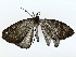  ( - BIOUG70309-F04)  @11 [ ] CreativeCommons - Attribution (2022) CBG Photography Group Centre for Biodiversity Genomics