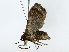  ( - BIOUG70309-F12)  @11 [ ] CreativeCommons - Attribution (2022) CBG Photography Group Centre for Biodiversity Genomics