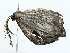  ( - BIOUG70310-A05)  @11 [ ] CreativeCommons - Attribution (2022) CBG Photography Group Centre for Biodiversity Genomics